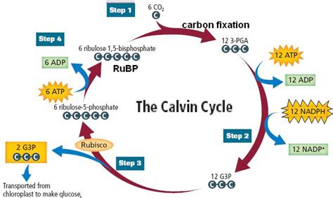 Explain Calvin cycle with the of diagram.