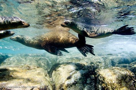 California Sea Lion - Greenpeace USA