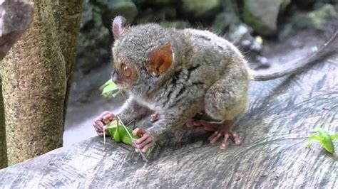 Tarsier eating lunch | Tarsier, Philippine, Primates