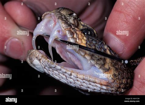 Western Diamondback Rattlesnake Crotalus atrox showing hinged fangs ...