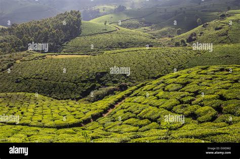 Tea plantation Cameron highlands Stock Photo - Alamy