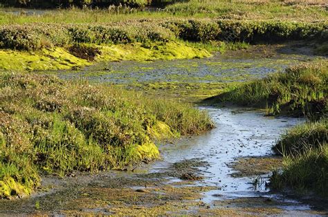 Salt marsh habitat - Stock Image - C011/3564 - Science Photo Library