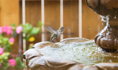 10 Best Bird Bath for Hummingbirds Reviewed and Rated in 2024