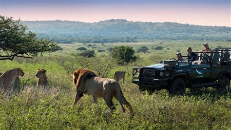 5 Best Eco-Friendly Safari Adventures in South Africa | Travel Insider