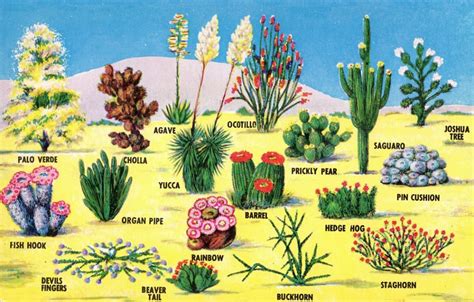 Desert Plants With Names