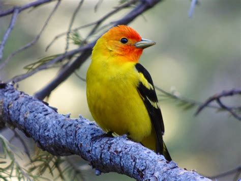 Geotripper's California Birds: Bird of the Day: Western Tanager along ...