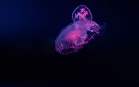 Download wallpaper 1680x1050 pink, jellyfish, minimal, 16:10 widescreen ...