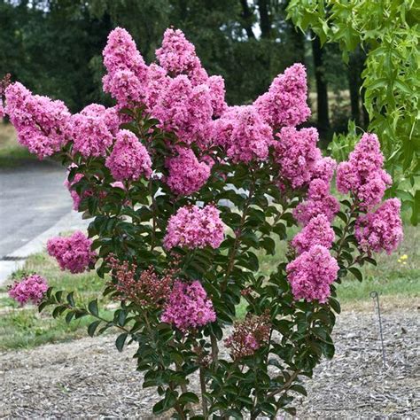 Crape Myrtle (Lagerstroemia indica) | Tooth Mountain Nursery