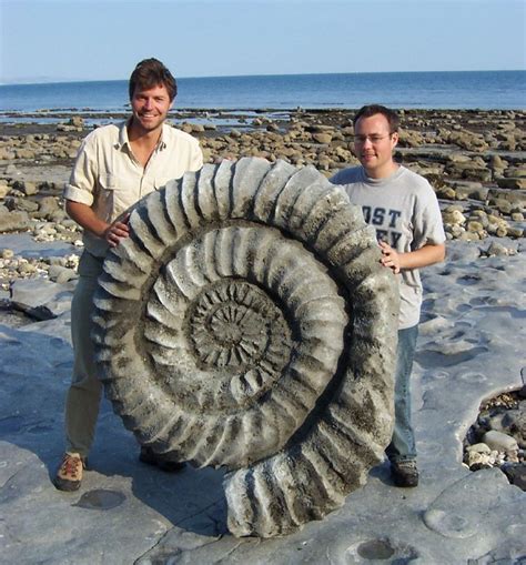 Giant Ammonite Fossils | ferrebeekeeper