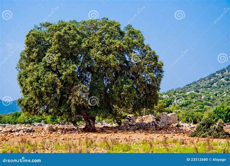 Oak in desert stock photo. Image of landscape, arid, alone - 23512680