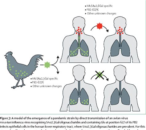 Figure 3 from Human Infection with Highly Pathogenic H5n1 Infl Uenza ...