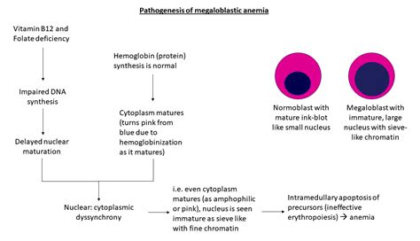 Pernicious Anemia Pathophysiology