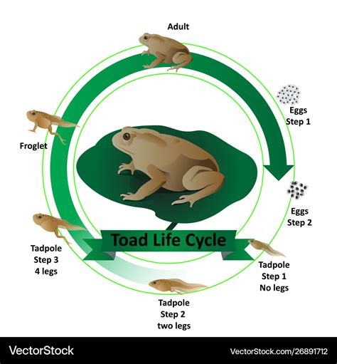 Toad life cycle Royalty Free Vector Image - VectorStock