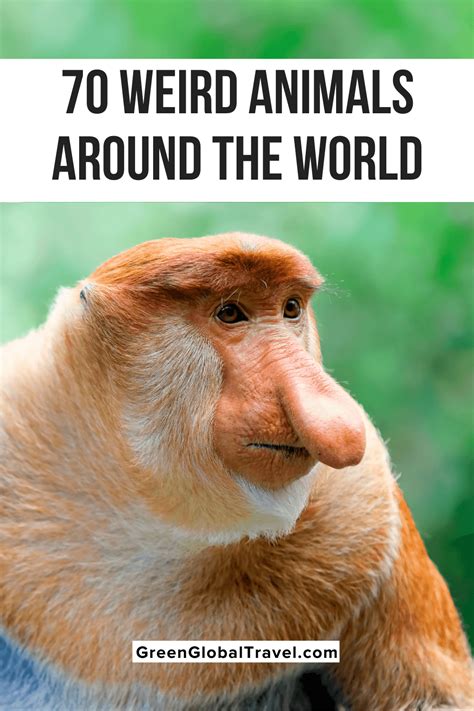 70 Cool & Weird Animals from Around the World (An Epic Guide)