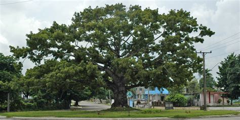 La Ceiba, Árbol Nacional de Guatemala | Aprende Guatemala.com