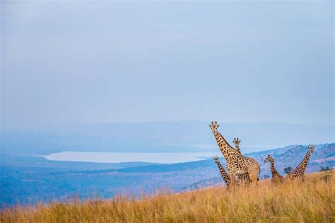 African Parks - Akagera National Park | Wildlife Ranger Challenge