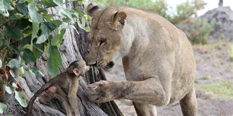 Lioness Has Incredible Interaction With Baby Baboon During Gripping ...