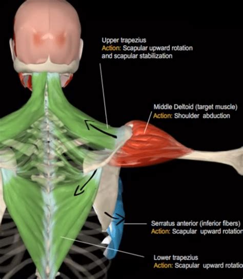 Lateral Raise To Build Your Shoulders | Benefits, Variations & Anatomy