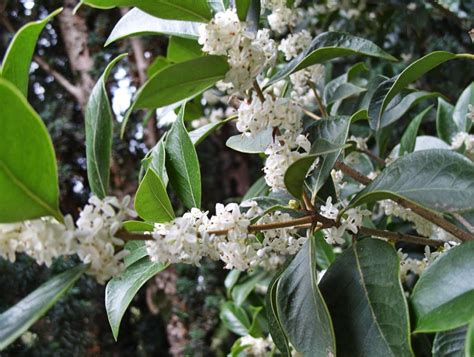 Fragrant Osmanthus - Garden Decoration - Best Landscape Ideas