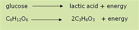 Anaerobic Respiration Equation In Humans