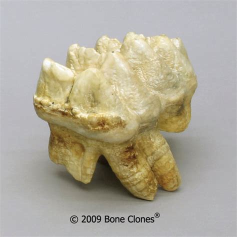 Bone Clones Fossil Teeth and Claws