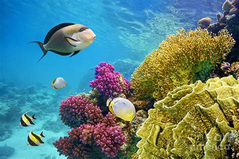 Underwater Scene With Coral Reef Photograph by John walker - Pixels