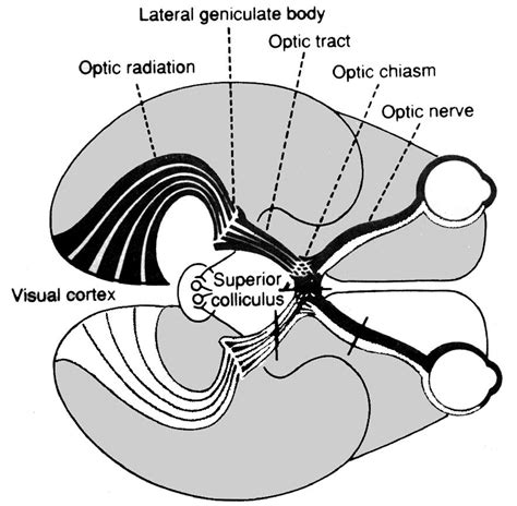 lateral geniculate nucleus - Google Search (med bilder)