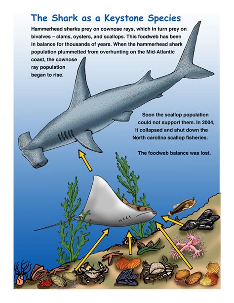 keystone species in the ocean biome The global dispersal of eelgrass: a ...