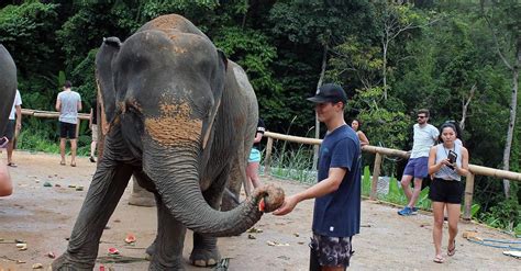 Elephant Jungle Sanctuary Phuket