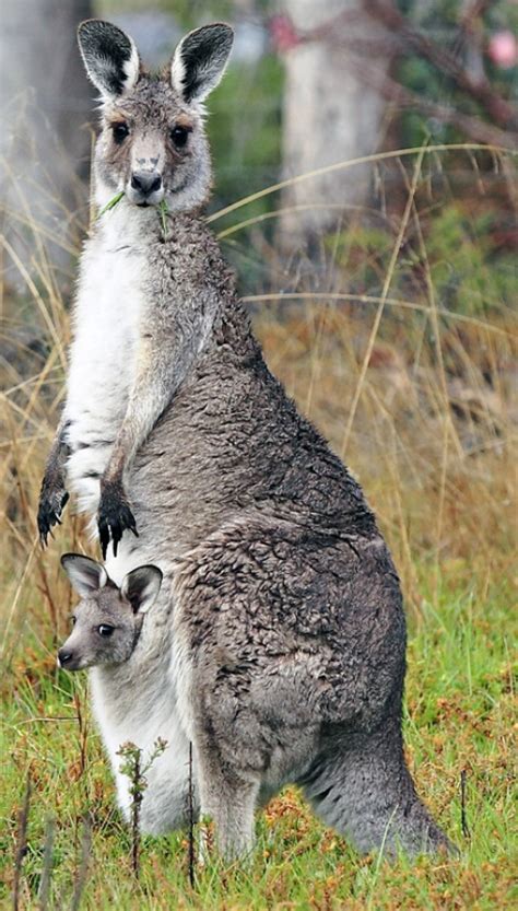 Kangaroos: Facts, Information & Pictures | Live Science