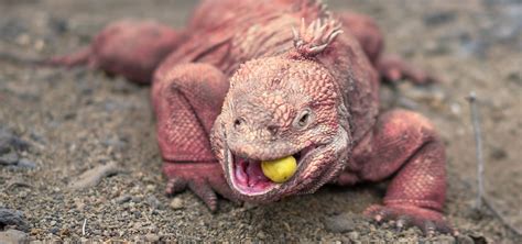 Pink Galapagos Land Iguana | Iguana, Turtle facts, Baby iguana