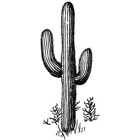 Saguaro 58H | Cactus tattoo, Desert tattoo, Cactus