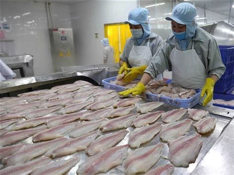 Pangasius exports to EU expected to gain strong growth this year