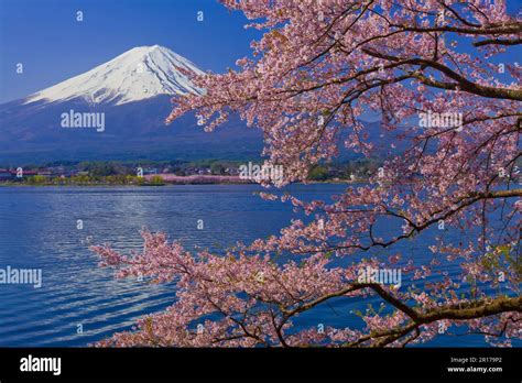 Mount Fuji with cherry blossom Stock Photo - Alamy