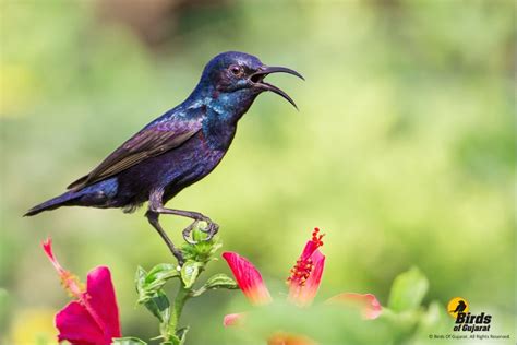 Purple sunbird (Cinnyris asiaticus) | Birds of Gujarat