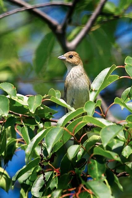 Indigo Bunting Female photo - Muskrat's Photos photos at pbase.com