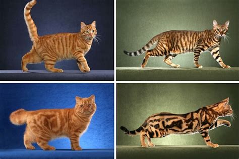 Same Gene Guides Cheetah and Tabby Cat Coat Patterns | Smithsonian