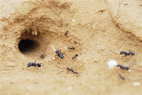 How To Find The Source Of Ants In Your House - House Poster