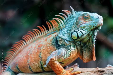 Sleeping dragon - Close-up portrait of a resting orange colored male ...