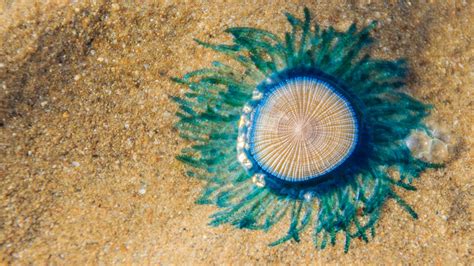 Rare 'vibrant' blue sea creatures shock New Jersey beachgoers | Fox News