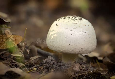 Agaricus Silvicola. In The Natural Forest Background. Stock Image ...