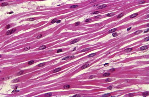 Smooth muscle tissue Diagram | Quizlet