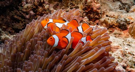 50 Unbelievable Facts About Great Barrier Reef: Ultimate Guide 2024