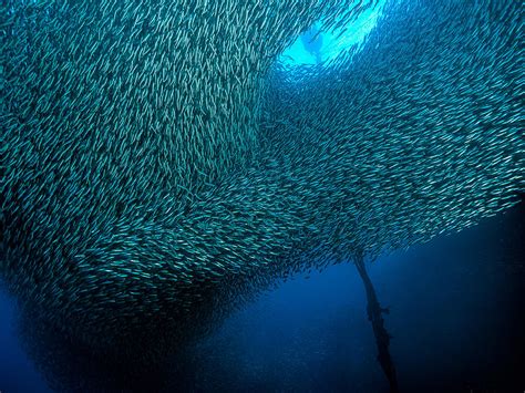 School Of Sardines At Panagsama Beach Photograph by Henry Jager