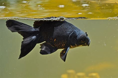 Top Three Black Goldfish Types - Your Aquarium Place