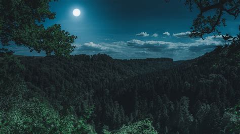 Dark Night Forest View 4k - 4k Wallpapers - 40.000+ ipad wallpapers 4k ...