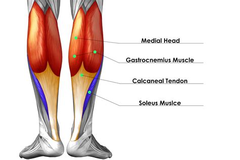 Tendon Diagram Leg Anatomy Of Leg Muscles And Tendons Anatomy Diagram ...