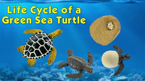 Green Sea Turtle Life Cycle Stage