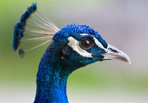 National Bird of India ( Indian Peacock)