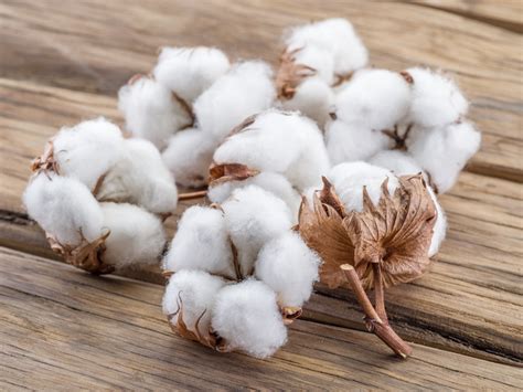 What Is Cotton? A Complete Guide to the History, Characteristics, and ...